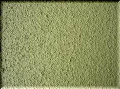 〓〓〓?? 003green-risin.jpg